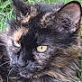 cat, tortoiseshell, close_up, yellow_eyes, fur, whiskers, ear, grass, outdoor, pet, animal, nature, resting, mammal, feline, portrait, cute, calm, wildlife, eye