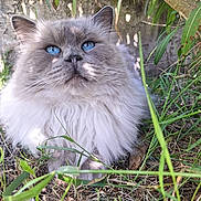 Ramses a rejoint le concours — aidez-le/la à gagner de superbes lots ! cat, fluffy, blue_eyes, grass, outdoor, nature, animal, pet, tree_branch, sunlight, shadow, closeup, whiskers, fur, muzzle, face, relaxing, serene, portrait, cute