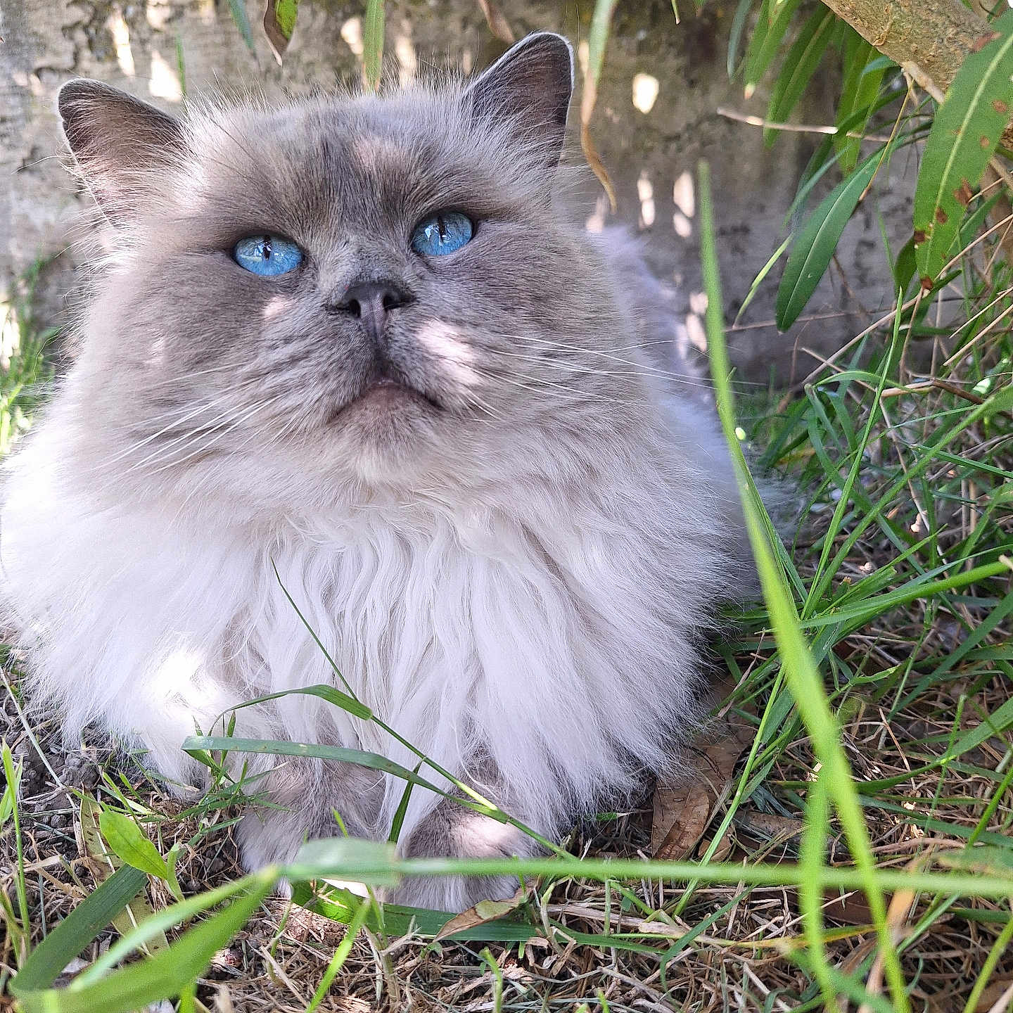 Ramses a rejoint le concours — aidez-le/la à gagner de superbes lots ! animal, blue_eyes, cat, closeup, cute, face, fluffy, fur, grass, muzzle, nature, outdoor, pet, portrait, relaxing, serene, shadow, sunlight, tree_branch, whiskers