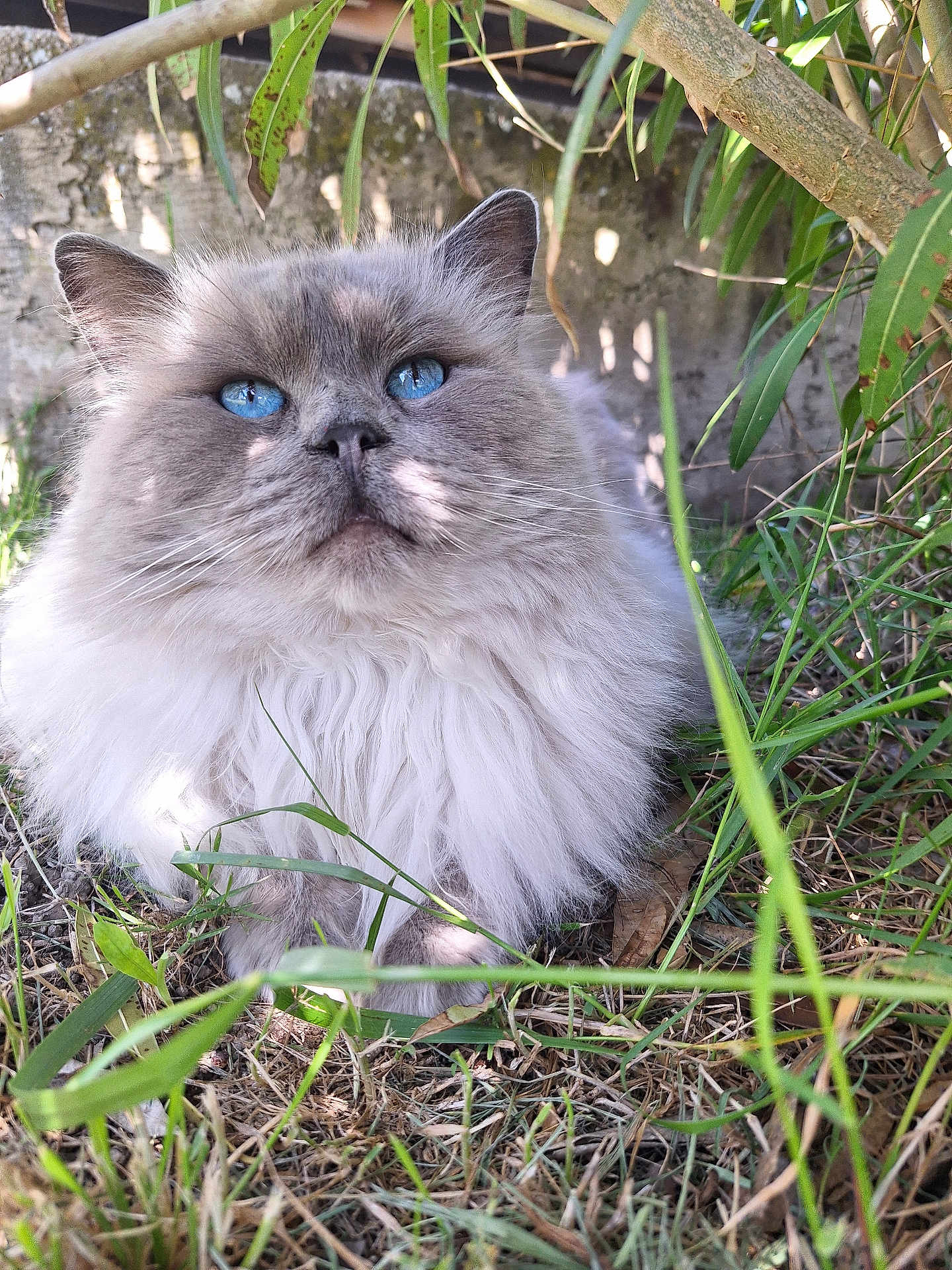 Ramses