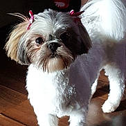 Jessie Kate is registered to the contest to win money with this photo: dog, pet, shih_tzu, bow, fur, white, brown, ears, floor, wooden_floor, indoor, cute, adorable, small_dog, animal, companion, looking, standing, portrait, fluffy