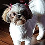 dog, pet, shih_tzu, bow, fur, white, brown, ears, floor, wooden_floor, indoor, cute, adorable, small_dog, animal, companion, looking, standing, portrait, fluffy