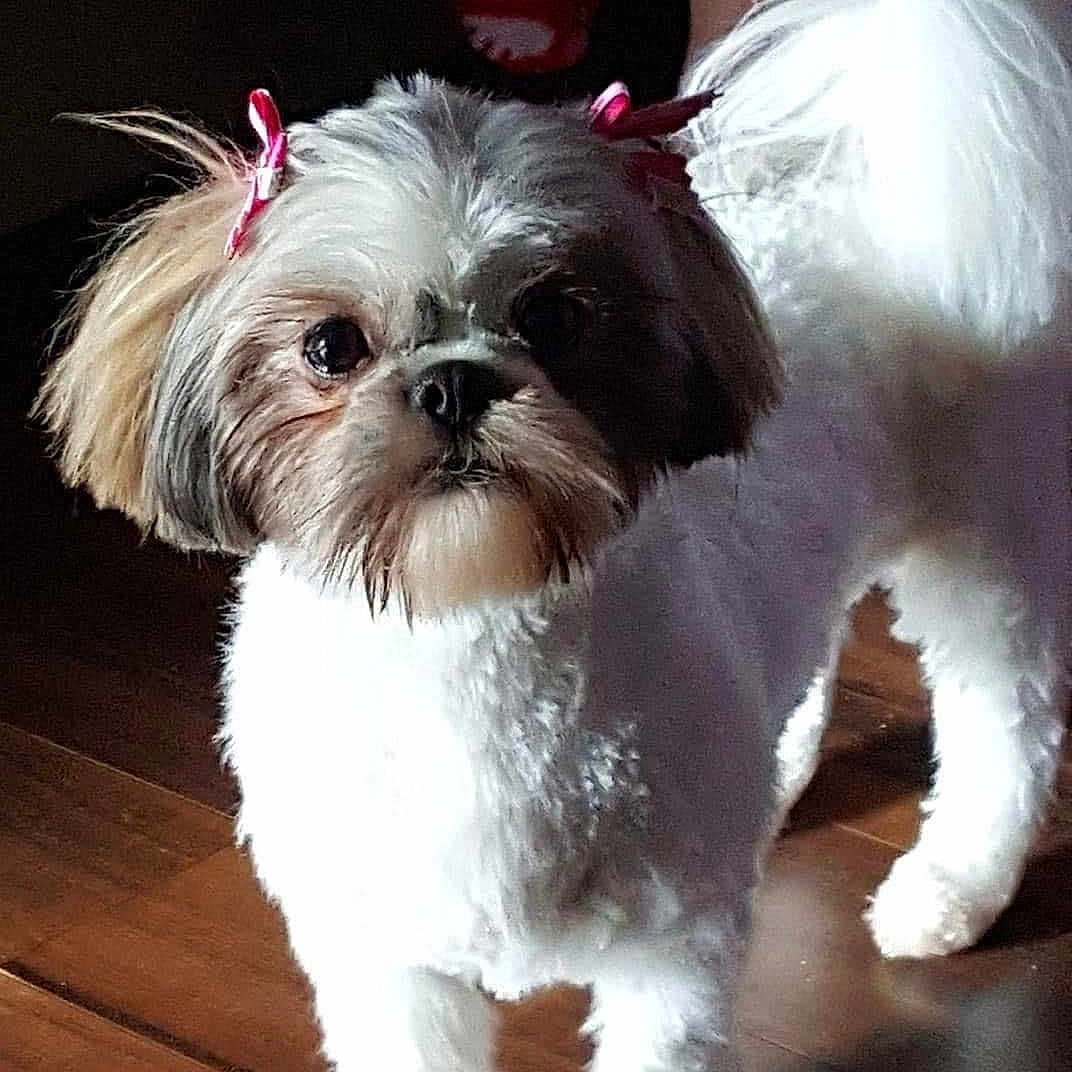 Jessie Kate is registered to the contest to win money with this photo: adorable, animal, bow, brown, companion, cute, dog, ears, floor, fluffy, fur, indoor, looking, pet, portrait, shih_tzu, small_dog, standing, white, wooden_floor