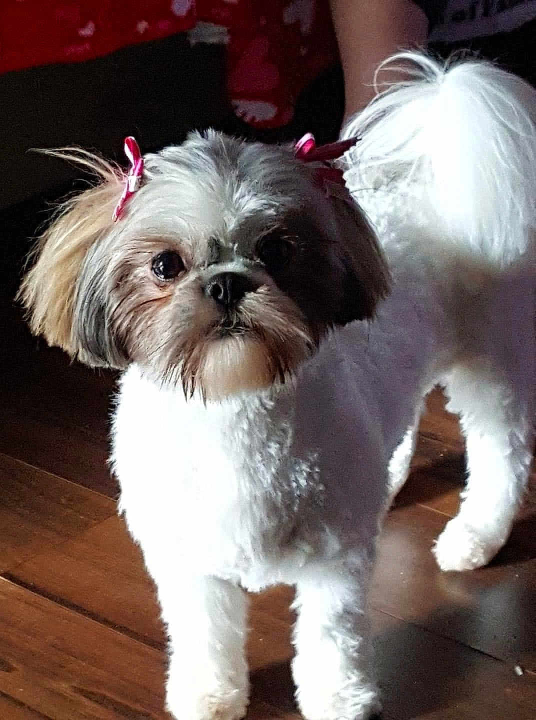 Jessie Kate is registered to the contest to win money with this photo: dog, pet, shih_tzu, bow, fur, white, brown, ears, floor, wooden_floor, indoor, cute, adorable, small_dog, animal, companion, looking, standing, portrait, fluffy