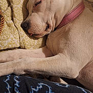 Bailey Renee is registered to the contest to win money with this photo: animal, bed, beige, closeup, collar, cute, dog, domestic, fur, indoors, nap, pattern, pet, pink_collar, quilt, relaxed, resting, sleeping, tongue, yellow