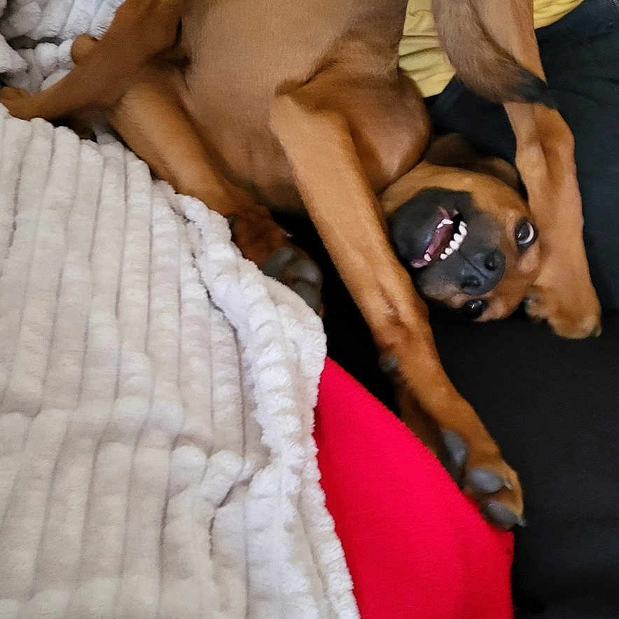 Urko