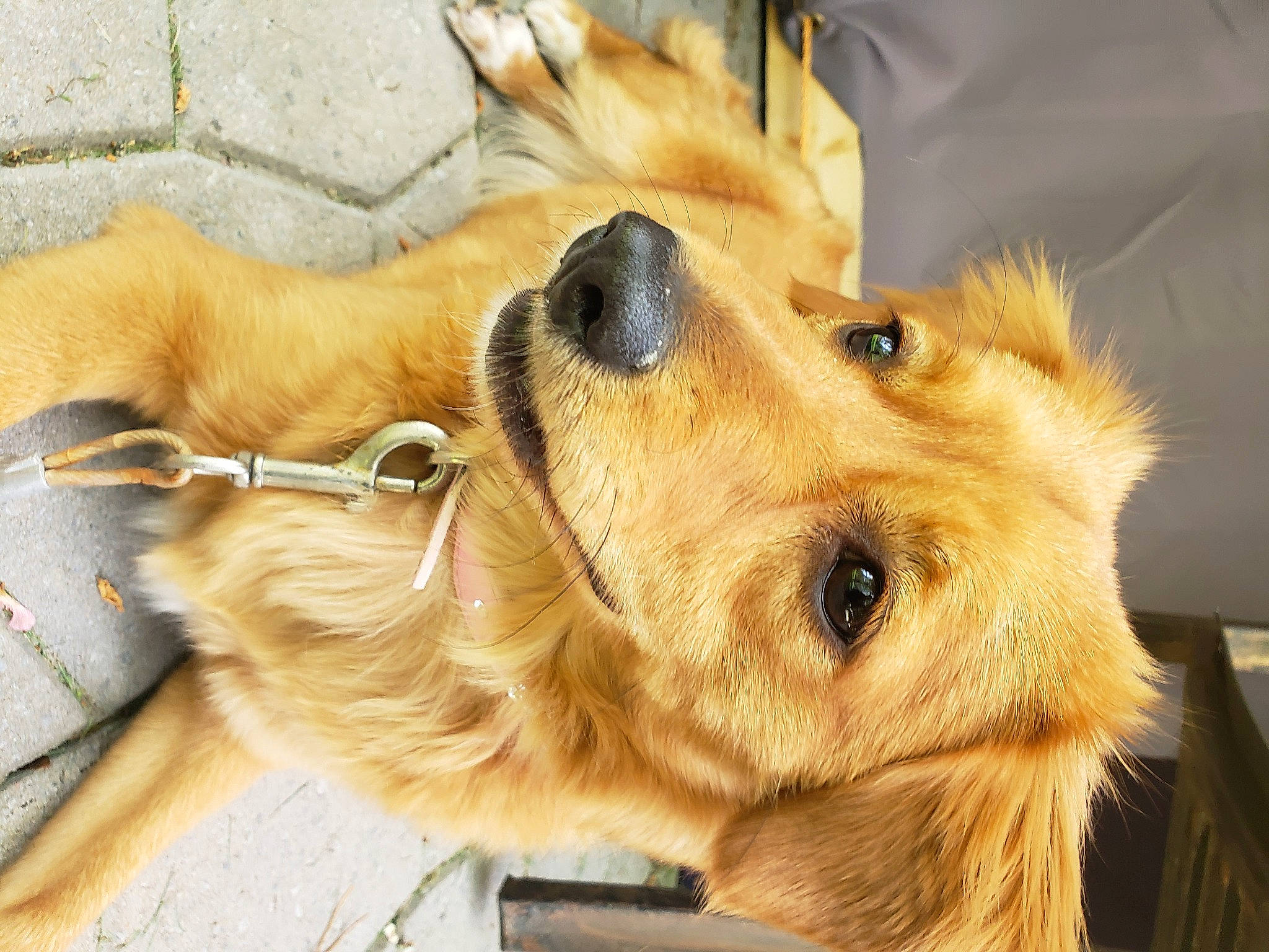 Ewok joined the competition — help win amazing prizes! canidae, carnivore, companion_dog, dog, dog_breed, dog_supply, ear, fawn, fur, golden_retriever, liver, paw, pet_supply, retriever, snout, sporting_group, whiskers, wood, working_animal