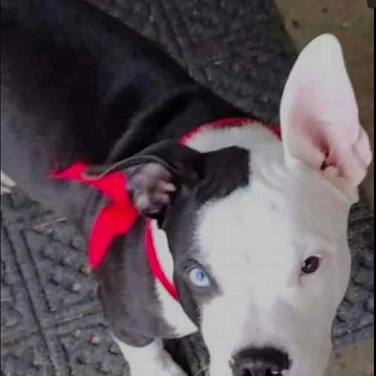 Drako