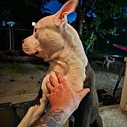 Drako is registered to the contest to win money with this photo: dog, animal, pet, tattoo, hand, night, outdoor, fence, tree, grass, chair, white, black, muscular, canine, looking_away, portrait, human_hand, tattooed_arm, nature