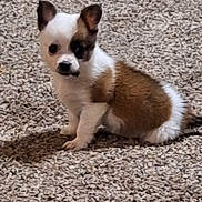 Mable Jo is registered to the contest to win money with this photo: puppy, dog, small, white, brown, patch, carpet, indoor, fur, ears, cute, pet, animal, sitting, young, looking, curious, fluffy, floor, domestic
