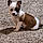 Mable Jo
