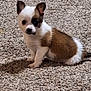 puppy, dog, small, white, brown, patch, carpet, indoor, fur, ears, cute, pet, animal, sitting, young, looking, curious, fluffy, floor, domestic