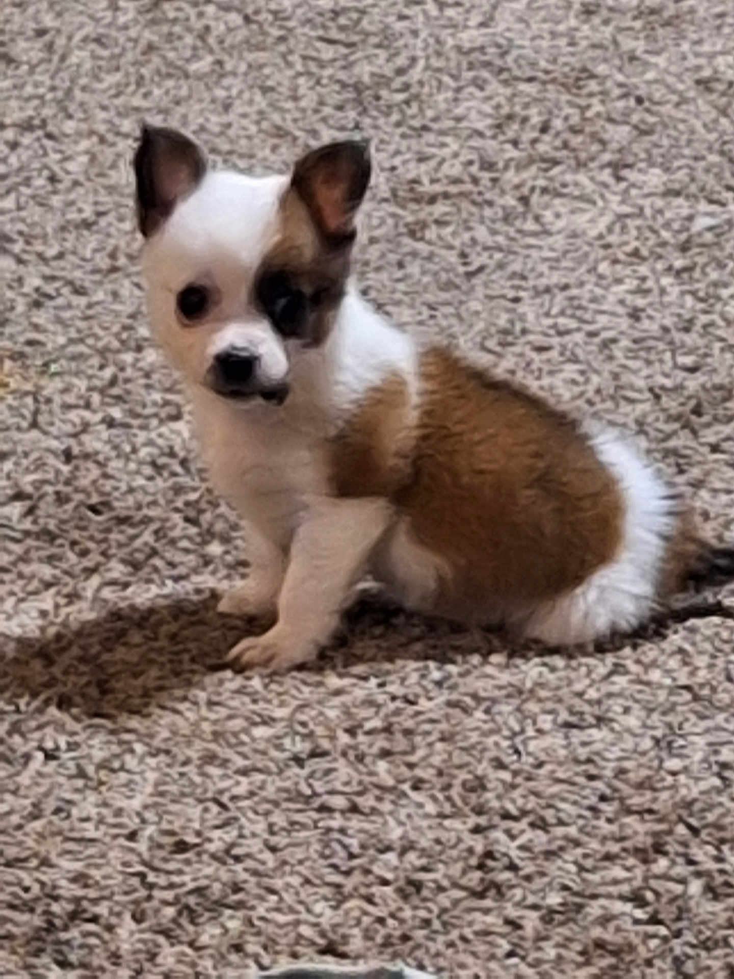 Mable Jo is registered to the contest to win money with this photo: puppy, dog, small, white, brown, patch, carpet, indoor, fur, ears, cute, pet, animal, sitting, young, looking, curious, fluffy, floor, domestic