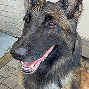 Harko a rejoint le concours — aidez-le/la à gagner de superbes lots ! dog, german_shepherd, animal, pet, canine, leash, smiling, ears_up, outdoor, paved_surface, brick_wall, door, fur, tongue, happy, muzzle, sitting, close_up, collar, bright_eyes