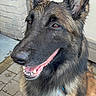 dog, german_shepherd, animal, pet, canine, leash, smiling, ears_up, outdoor, paved_surface, brick_wall, door, fur, tongue, happy, muzzle, sitting, close_up, collar, bright_eyes