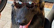Harko participe au concours pour gagner de l'argent avec cette photo : animal, black_fur, canine, chair, close_up, dog, friendly, fur, happy, outdoor, person_arm, pet, portrait, relaxed, shade, summer, sunglasses, sunlight, tongue, tongue_out