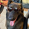 Harko participe au concours pour gagner de l'argent avec cette photo : dog, sunglasses, tongue_out, happy, outdoor, pet, canine, sunlight, chair, person_arm, fur, black_fur, animal, summer, shade, relaxed, friendly, tongue, portrait, close_up