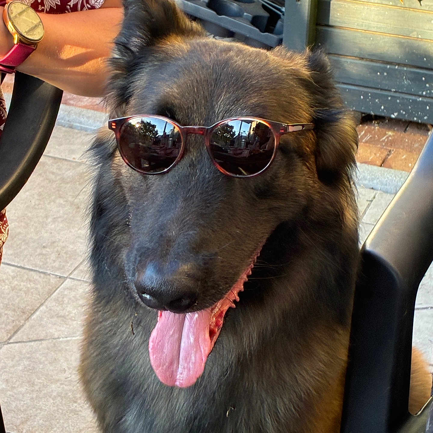 Harko participe au concours pour gagner de l'argent avec cette photo : dog, sunglasses, tongue_out, happy, outdoor, pet, canine, sunlight, chair, person_arm, fur, black_fur, animal, summer, shade, relaxed, friendly, tongue, portrait, close_up