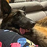 dog, german_shepherd, tongue_out, couch, indoor, relaxed, pet, animal, fur, ears, nose, mouth, comfortable, colorful, pattern, fabric, room, furniture, home, cozy