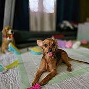 Lainey joined the competition — help win amazing prizes! dog, puppy, toy, bedspread, tongue_out, indoor, stuffed_animal, quilt, pet, playful, brown_dog, small_dog, cute, animal, domestic_animal, lying_down, soft_lighting, room, pink_toy, decor