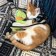 Chouquette a rejoint le concours — aidez-le/la à gagner de superbes lots ! cat, orange_and_white_cat, sleeping, plush_toy, green_frog_toy, patterned_fabric, couch, indoor, pet, animal, cute, resting, harness, leash, cozy, relaxed, feline, soft_toy, home, comfort