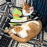 cat, orange_and_white_cat, sleeping, plush_toy, green_frog_toy, patterned_fabric, couch, indoor, pet, animal, cute, resting, harness, leash, cozy, relaxed, feline, soft_toy, home, comfort