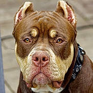 Louie is registered to the contest to win money with this photo: dog, brown_dog, pitbull, close_up, portrait, animal, pet, ears, face, fur, snout, collar, outdoor, looking_at_camera, muzzle, whiskers, expression, canine, background_blur, friendly