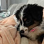 Raven is registered to the contest to win money with this photo: puppy, dog, blanket, indoor, cozy, fur, collar, pet, cute, snuggling, soft, resting, animal, young, comfort, home, furniture, relaxing, closeup, adorable