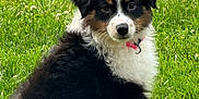 Raven is registered to the contest to win money with this photo: puppy, dog, grass, outdoor, pet, collar, black, white, brown, cute, sitting, young, fur, animal, nature, portrait, canine, looking, playful, pet_accessory