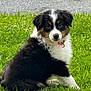 puppy, dog, grass, outdoor, pet, collar, black, white, brown, cute, sitting, young, fur, animal, nature, portrait, canine, looking, playful, pet_accessory