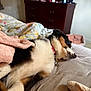 Raven is registered to the contest to win money with this photo: dog, sleeping, blanket, bed, floral_quilt, indoor, fur, resting, collar, cozy, domestic, pet, furniture, comfort, relaxation, canine, napping, household, soft, warm