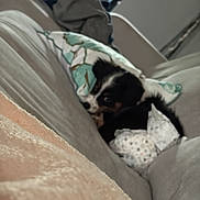 Raven is registered to the contest to win money with this photo: puppy, dog, couch, blanket, pillow, indoor, soft_lighting, sleepy, cozy, pet, fur, black_and_white, decor, living_room, fabric, resting, cute, small_dog, comfort, relaxing