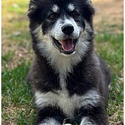 Blue participe au concours pour gagner de l'argent avec cette photo : dog, pet, black_and_white, fluffy, sitting, grass, outdoors, toy, ball, happy, smiling, open_mouth, ears, paws, fur, portrait, animal, playful, garden, daylight