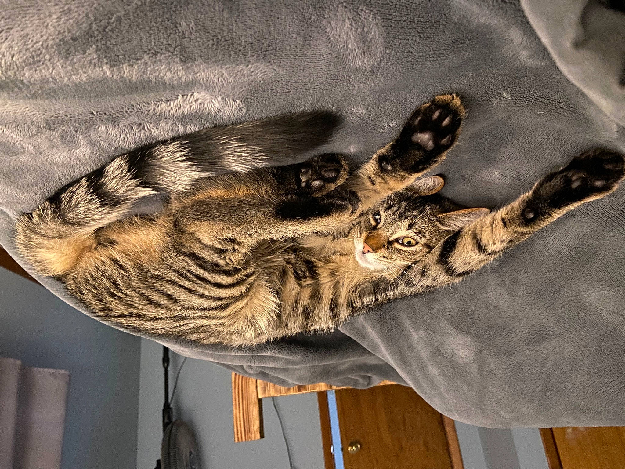 Leroy Brown joined the competition — help win amazing prizes! artifact, big_cats, bone, extinction, fashion_accessory, feather, felidae, fossil, fur, headgear, jaw, metal, military_camouflage, skeleton, skull, snout, tail, terrestrial_animal, wing, wood