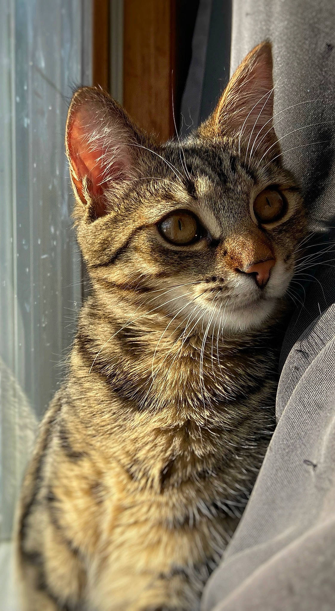 Leroy Brown joined the competition — help win amazing prizes! carnivore, cat, claw, domestic_short_haired_cat, felidae, fur, mammal, small_to_medium_sized_cats, snout, terrestrial_animal, tree, whiskers, wildlife, window