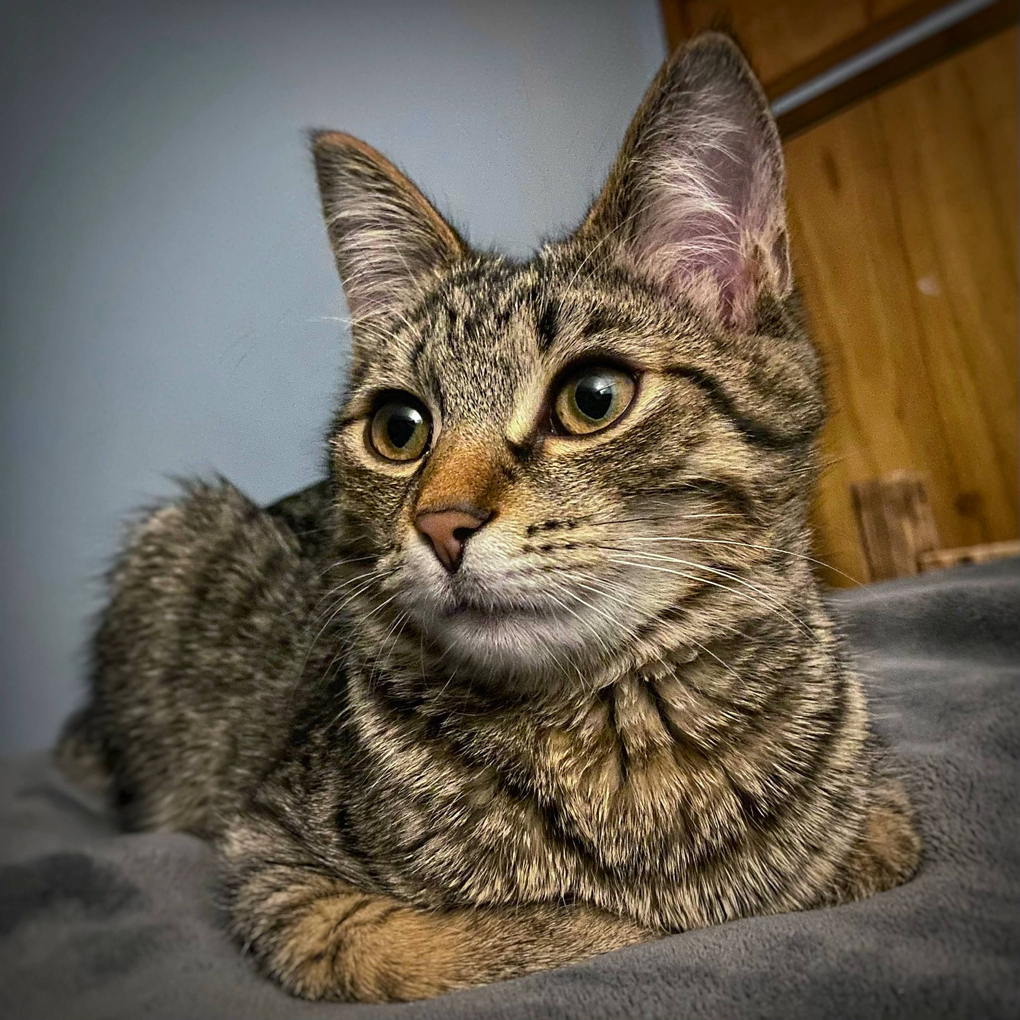 Leroy Brown joined the competition — help win amazing prizes! carnivore, cat, domestic_short_haired_cat, felidae, fur, sitting, small_to_medium_sized_cats, snout, terrestrial_animal, whiskers, wildlife