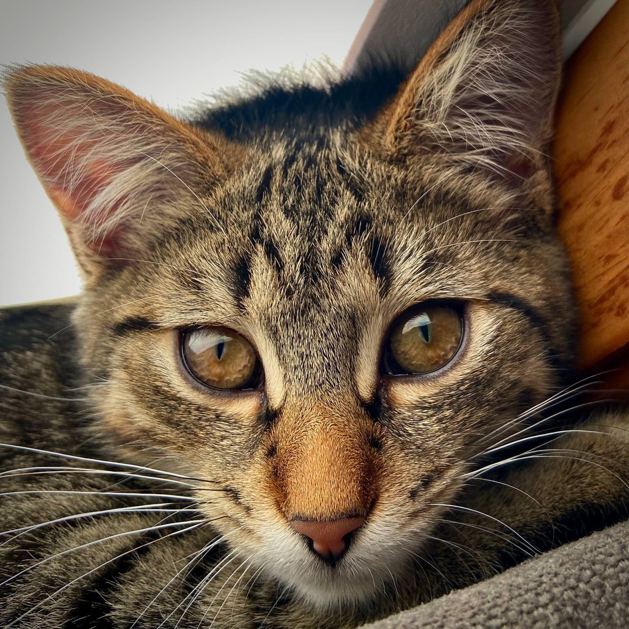 Leroy Brown is registered to the contest to win money with this photo: carnivore, cat, domestic_short_haired_cat, eye, felidae, fur, small_to_medium_sized_cats, snout, terrestrial_animal, whiskers, wildlife