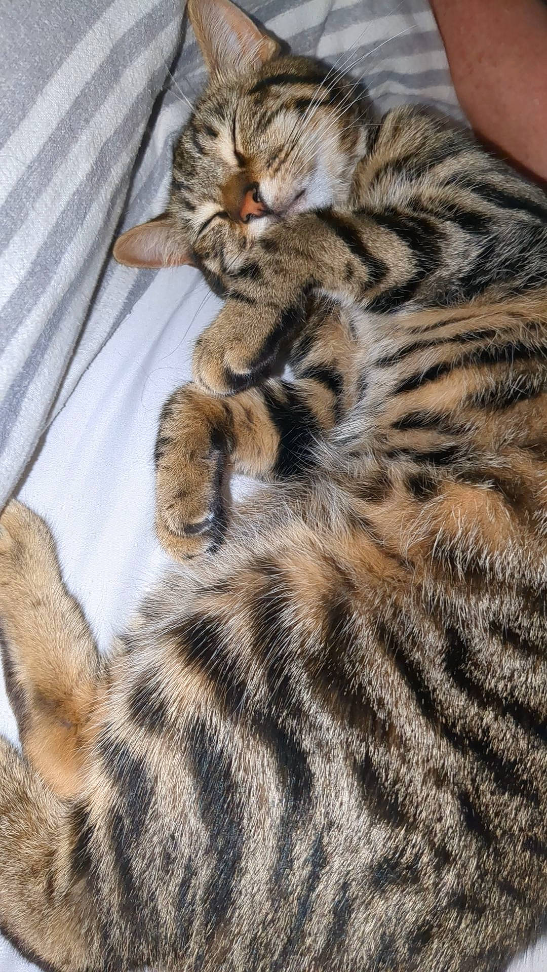 Willow is registered to the contest to win money with this photo: bengal_tiger, big_cats, carnivore, cat, comfort, eye, fawn, felidae, fur, mammal, paw, siberian_tiger, small_to_medium_sized_cats, snout, tail, terrestrial_animal, tiger, vertebrate, whiskers, wildlife