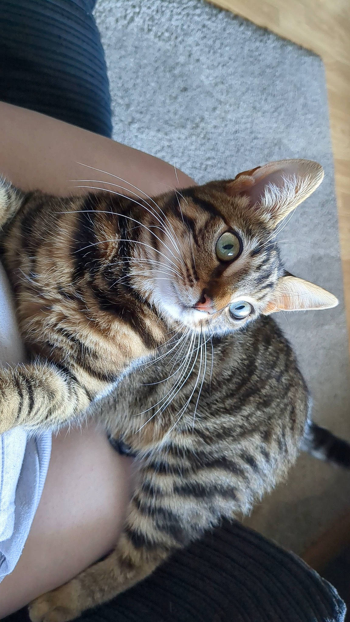 Willow joined the competition — help win amazing prizes! carnivore, cat, claw, comfort, domestic_short_haired_cat, ear, felidae, fur, paw, small_to_medium_sized_cats, snout, tail, terrestrial_animal, whiskers