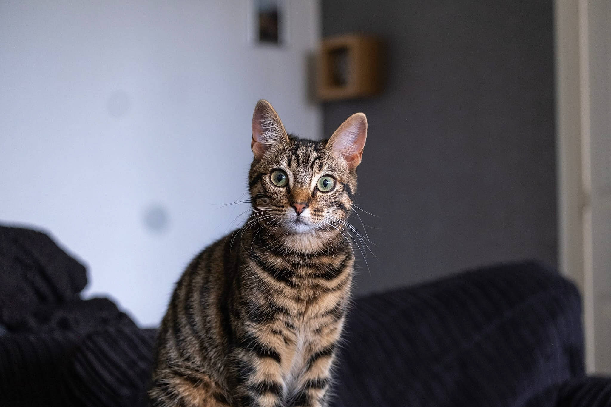 Willow is registered to the contest to win money with this photo: carnivore, cat, domestic_short_haired_cat, door, felidae, fur, sitting, small_to_medium_sized_cats, snout, terrestrial_animal, tree, whiskers, wildlife, window