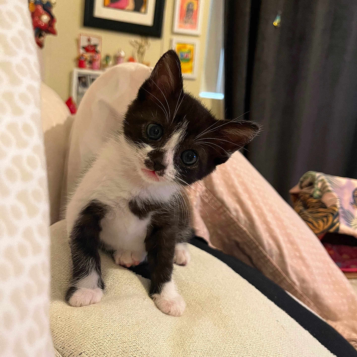 Doc Holliday is registered to the contest to win money with this photo: adult, animal, architecture, art, building, cat, couch, cushion, face, female, furniture, head, homedecor, indoors, kitten, livingroom, painting, person, pet, woman