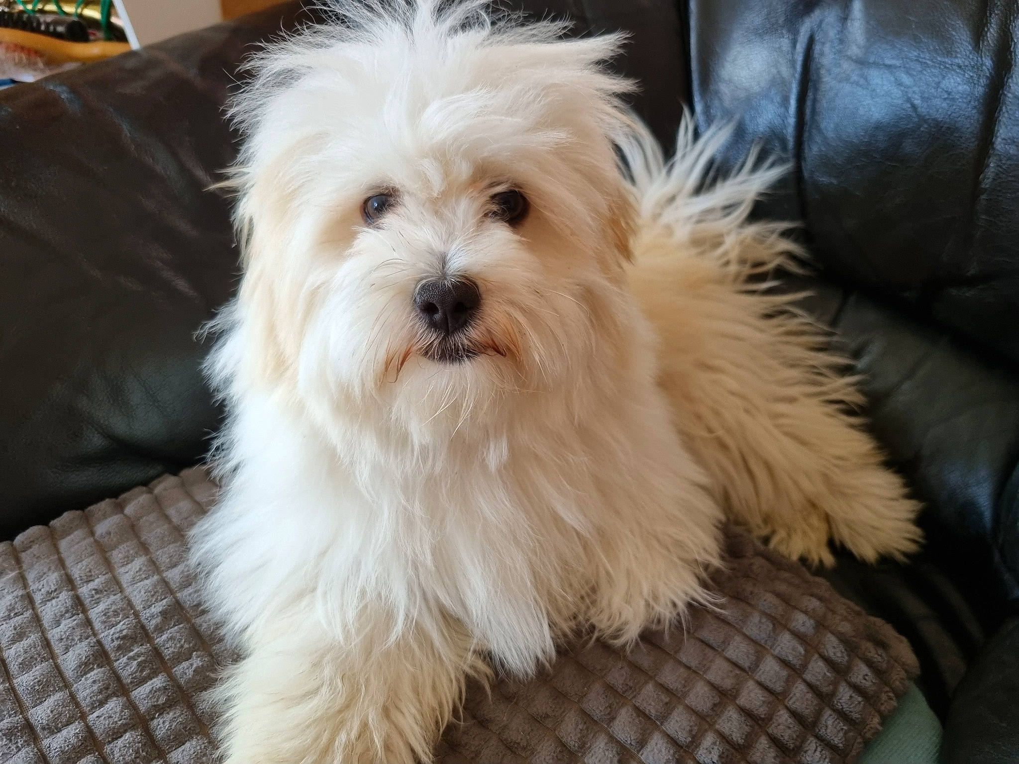 Suky participe au concours pour gagner de l'argent avec cette photo : canidae, carnivore, companion_dog, dog, dog_breed, fur, liver, mal_shi, maltepoo, non_sporting_group, poodle_crossbreed, puppy, shih_poo, small_terrier, snout, sporting_group, terrier, toy_dog, working_animal, yorkipoo