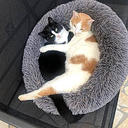 Salameche a rejoint le concours — aidez-le/la à gagner de superbes lots ! cat, cats, pet, animal, feline, snuggling, bed, fluffy, black_and_white_cat, orange_and_white_cat, resting, cozy, chair, mesh, outdoor, floor, tile, cute, relaxed, companion