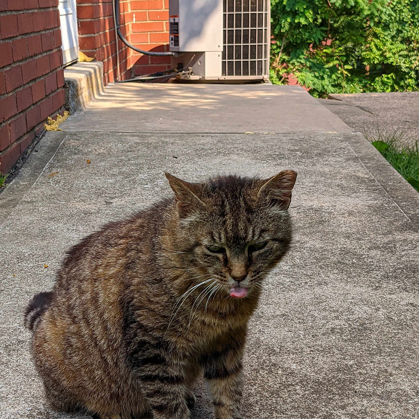 Alice is registered to the contest to win money with this photo: abyssinian, airconditioner, animal, appliance, brick, cat, city, device, electricaldevice, flagstone, gravel, manx, path, pet, road, sidewalk, slate, street, urban, walkway