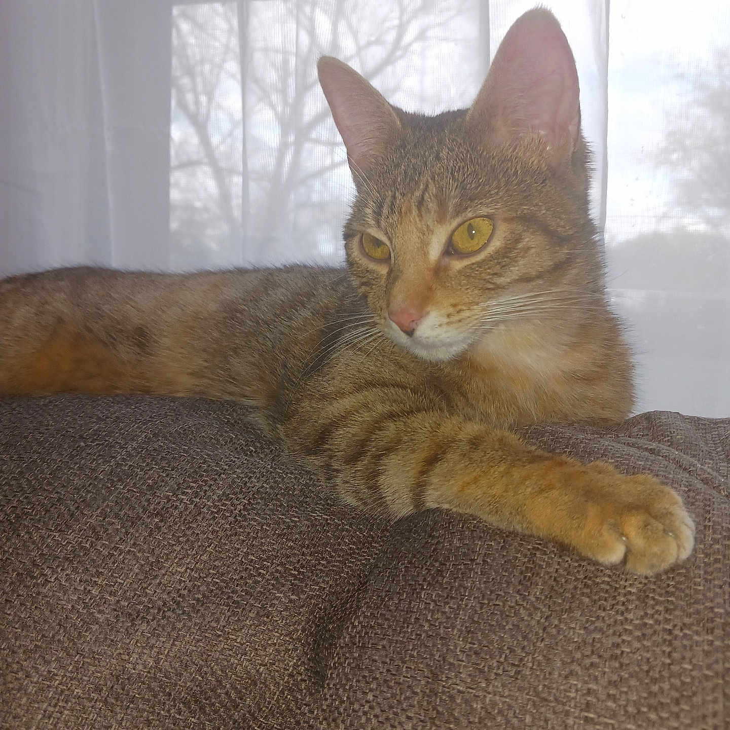 Missy is registered to the contest to win money with this photo: abyssinian, animal, cat, chair, couch, cushion, furniture, homedecor, kitten, linen, manx, pet