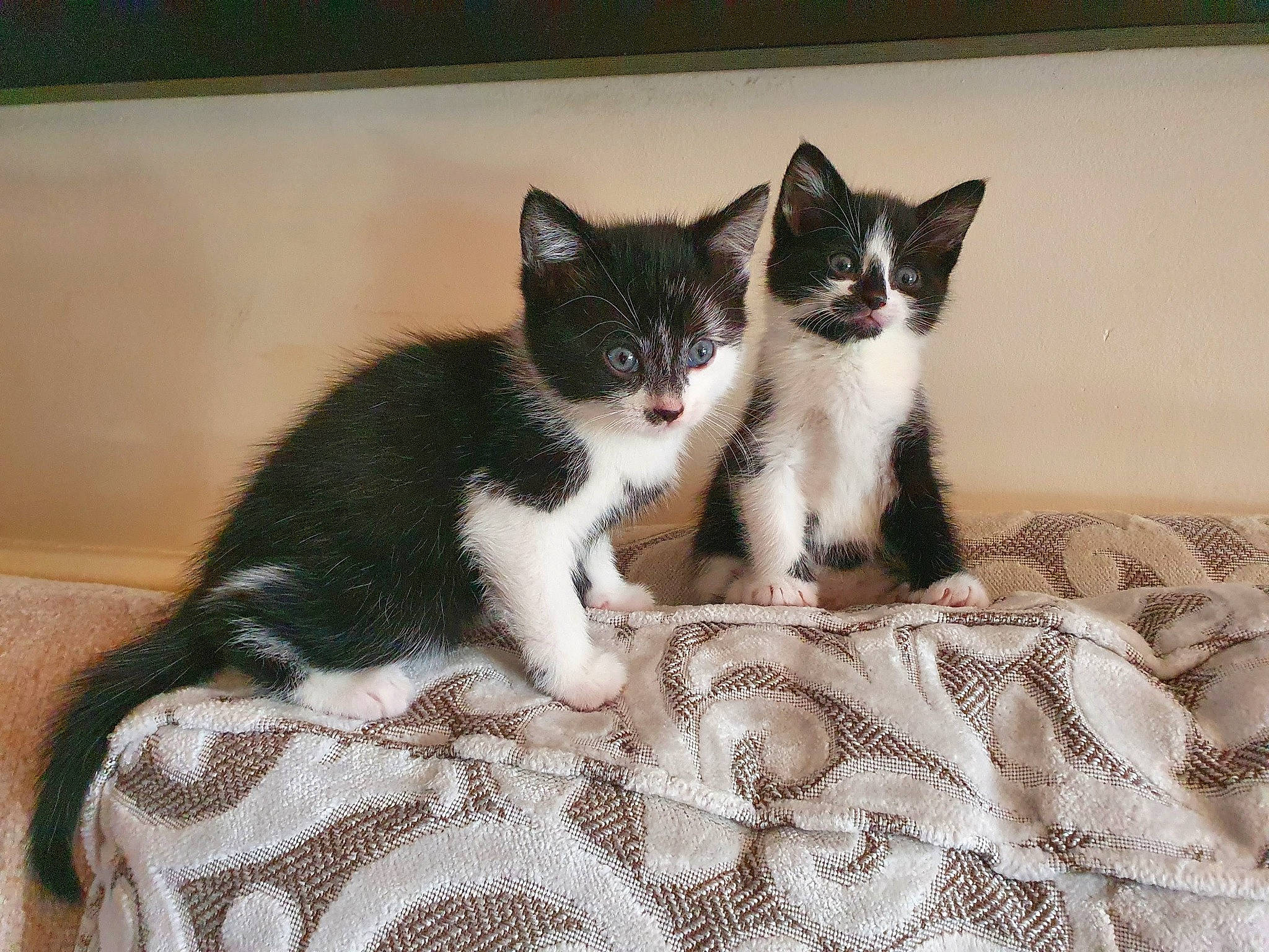 Simba joined the competition — help win amazing prizes! carnivore, cat, cat_supply, comfort, domestic_short_haired_cat, felidae, fur, grey, linens, pattern, paw, sitting, small_to_medium_sized_cats, snout, tail, whiskers