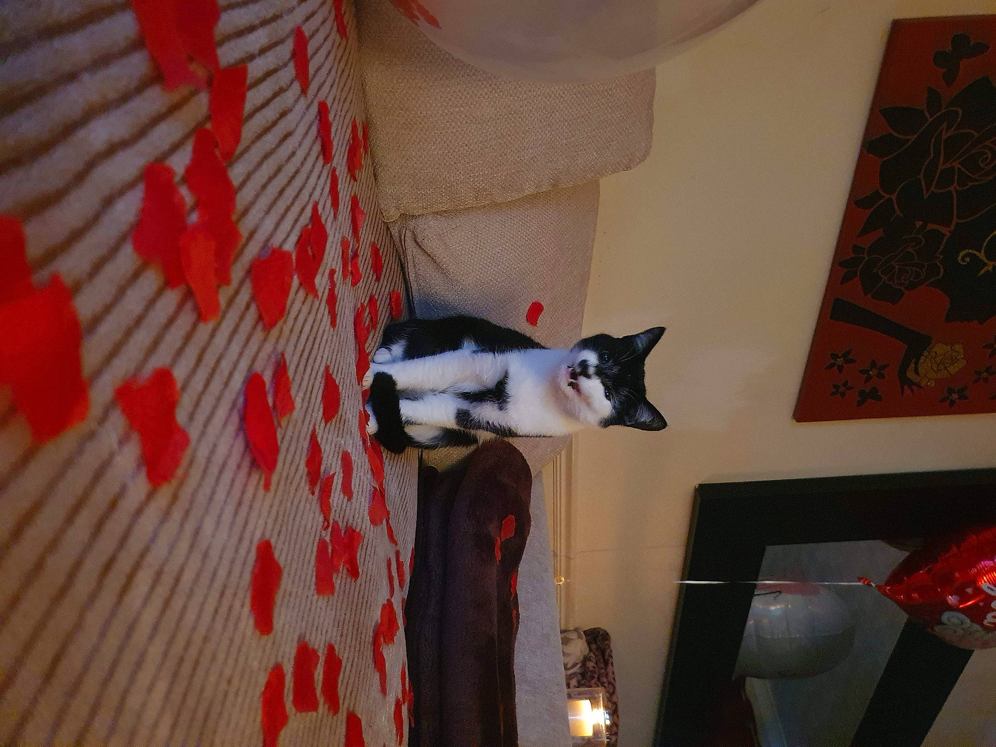 Simba joined the competition — help win amazing prizes! carmine, carnivore, dog, door, event, felidae, flooring, hardwood, interior_design, pattern, room, tail, visual_arts, wood