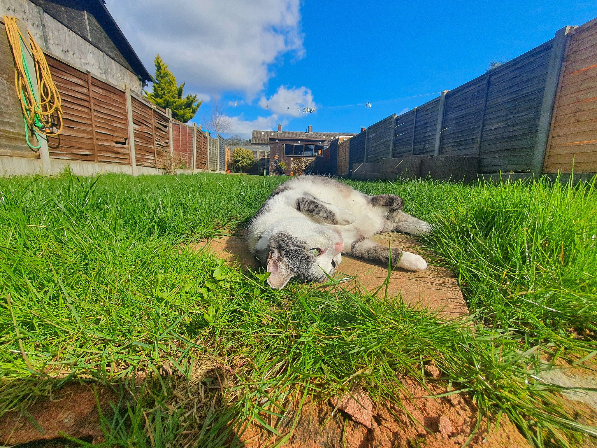 Tiffany joined the competition — help win amazing prizes! carnivore, cat, cloud, companion_dog, dog_breed, felidae, grass, grass_family, grassland, groundcover, house, landscape, pasture, plant, roof, shrub, sky, small_to_medium_sized_cats, soil, tree