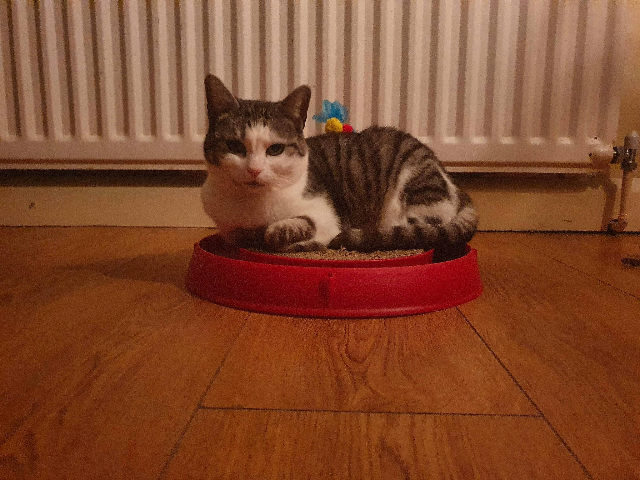 Tiffany joined the competition — help win amazing prizes! carnivore, cat, cat_supply, comfort, domestic_short_haired_cat, fawn, felidae, floor, flooring, grey, hardwood, laminate_flooring, paw, pet_supply, small_to_medium_sized_cats, snout, tail, whiskers, wood, wood_flooring