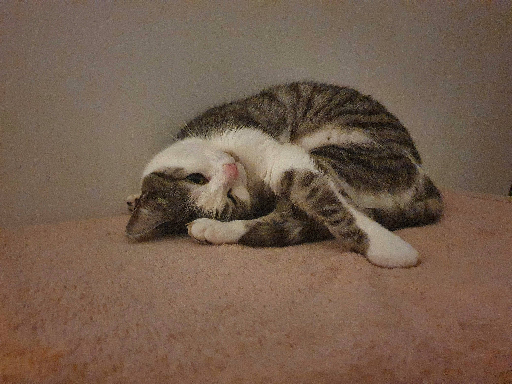 Tiffany is registered to the contest to win money with this photo: carnivore, cat, claw, comfort, domestic_short_haired_cat, felidae, flooring, fur, grey, nap, paw, sleep, small_to_medium_sized_cats, snout, tail, terrestrial_animal, whiskers, wood